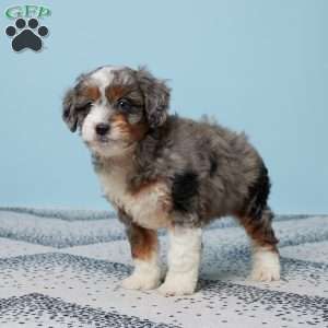 Cody, Mini Aussiedoodle Puppy